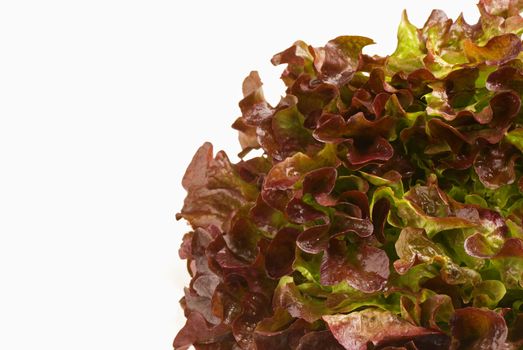 Fresh lollo rosso lettuce with copy space