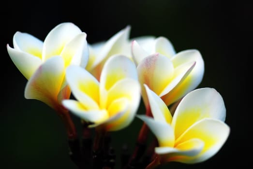 Yellow Plumeria Flowers on the tree in China