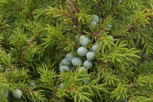 Unripe juniper berries on a bush close-up