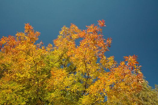 Autumn-colored maple shot against the sky. Photos shot with a polarizing filter. Natural beautiful backdrop for any purpose