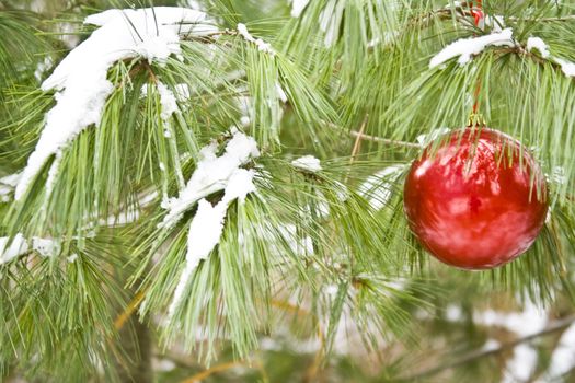 Red christmas bulb on a snow covered pine branch