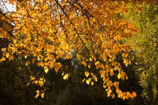 Bright yellow foliage illuminated by the sun. The natural background for any purpose