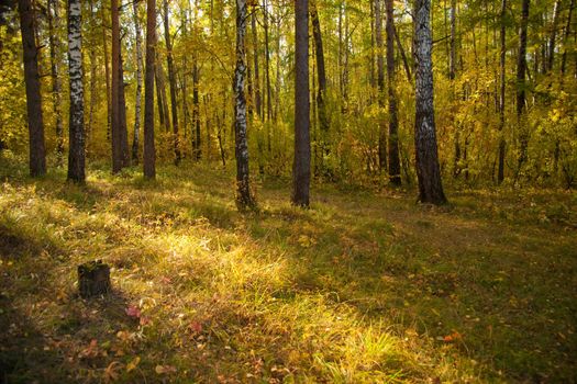Autumn forest with pines and birches. The natural background for any purpose