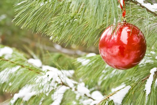 Red christmas bulb on a snow covered pine branch