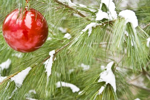 Red christmas bulb on a snow covered pine branch