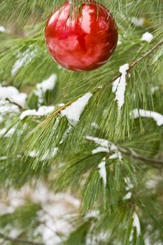 Red christmas bulb on a snow covered pine branch