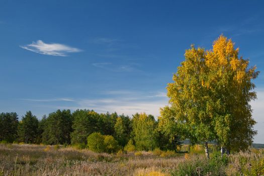 Autumn landscape with trees and yellowed grass. The natural background for any purpose