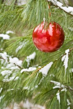 Red christmas bulb on a snow covered pine branch