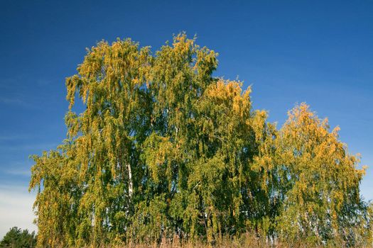 The beautiful birch with yellowed leaves. The natural background for any purpose