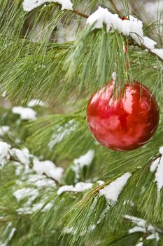 Red christmas bulb on a snow covered pine branch