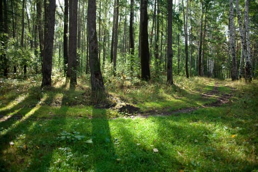 Morning wood: the sun's rays make their way through the pines