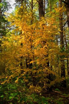 Pictorial yellow autumn rowan against the dark pine forest