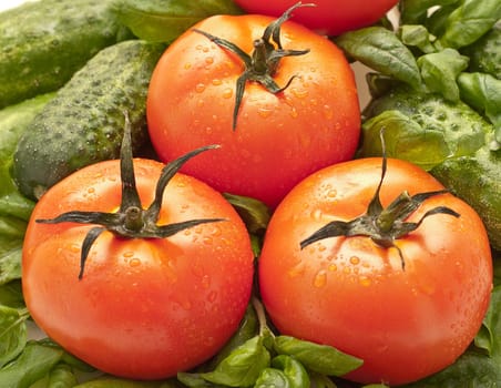 Ripe tomatoes, close-up. As against the backdrop of basil leaves and cucumber. Tomatoes, small water droplets.