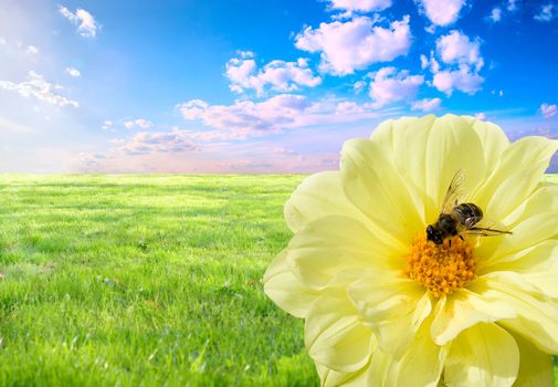 A bee at work. Concept of the importance of love for the daily hard work.