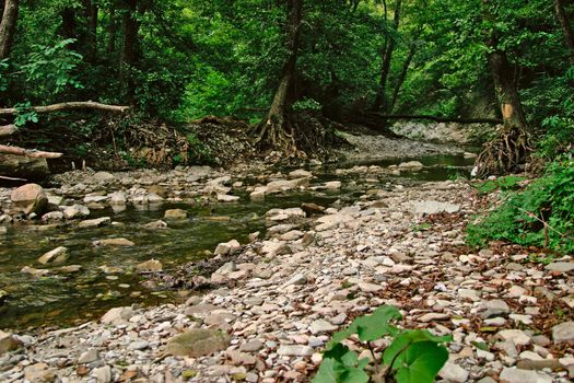 The mountain river and dense subtropical forest.
