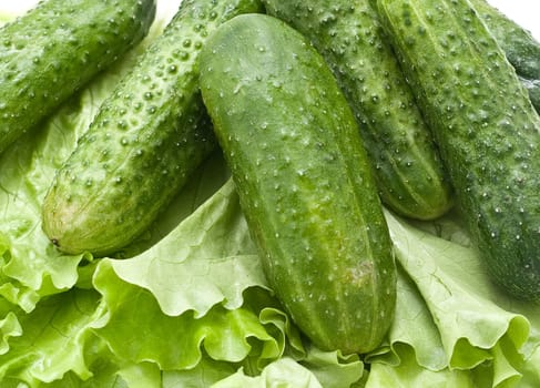 Vegetables close-up: cucumbers on the leaves of lettuce.