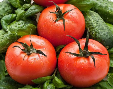 Vivid wet ripe tomatoes and basil leaves.