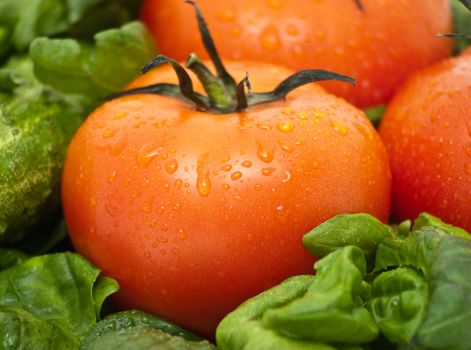 Vivid wet ripe tomatoes and basil leaves.