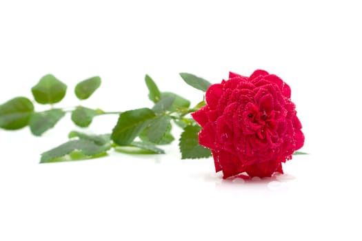 Bright red rose with water drops isolation on a white background