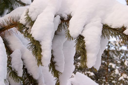 The branches of pine trees covered with snow. Concept winter came.