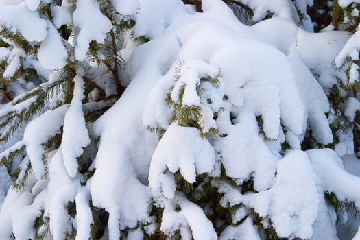 The branches of pine trees covered with snow. Concept winter came.