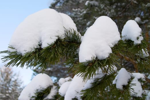 The branches of pine trees covered with snow. Concept winter came.