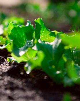 Bed with a green salad. The concept of gardening. Low depth of field and the back ligh