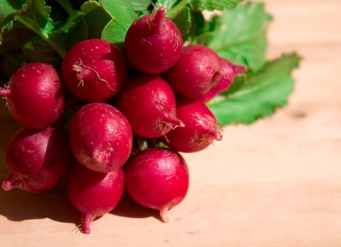 Bunch of radish. Sun side light