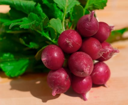 Bunch of radish. Sun side light