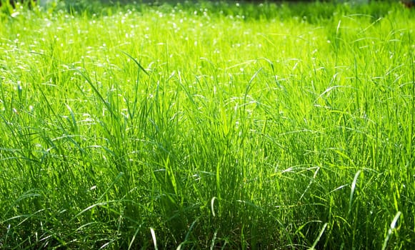 Health and nature concept. Bright green grass