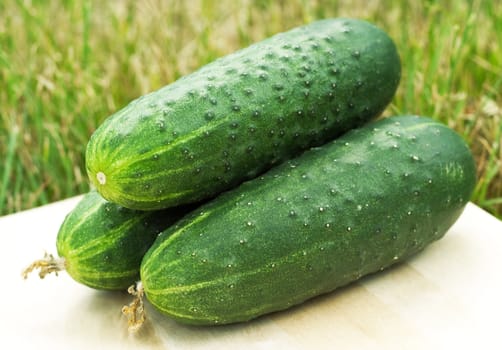 Green cucumber on a background of green grass
