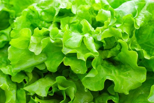 Fresh green leaf lettuce, close-up
search