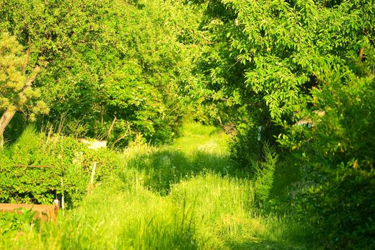Green leaves and grass in the garden. The concept of gardening and growing plants.