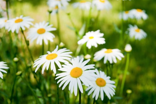 Summer daisies. The concept of warm and carefree summer