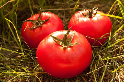 Tomatoes on the grass. The concept of useful and natural foods
