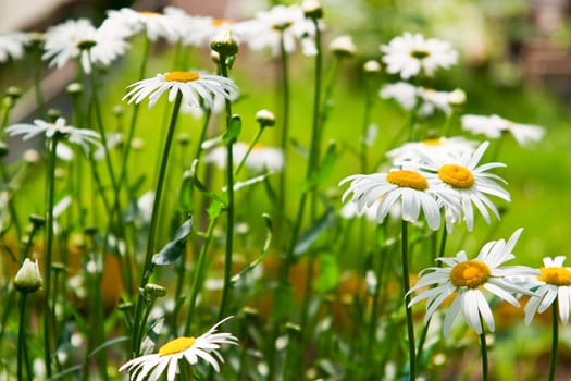 Summer daisies. The concept of warm and carefree summer.
