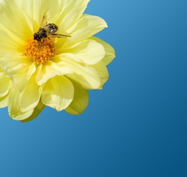 A bee at work. Concept of the importance of love for the daily hard work