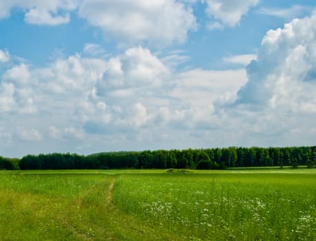 Summer landscape: green meadows and woods far away.
