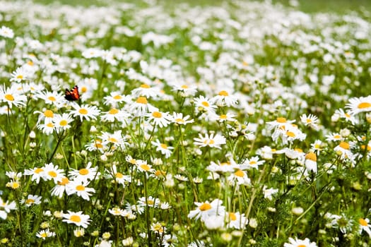 Summer daisies. The concept of warm and carefree summer