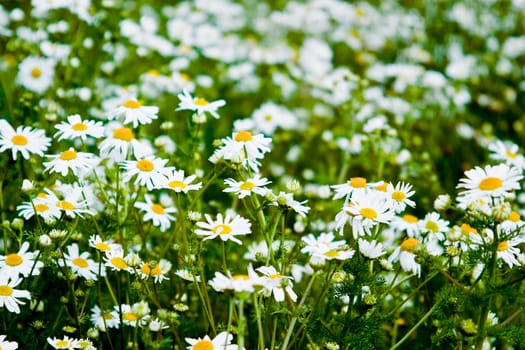 Summer daisies. The concept of warm and carefree summer