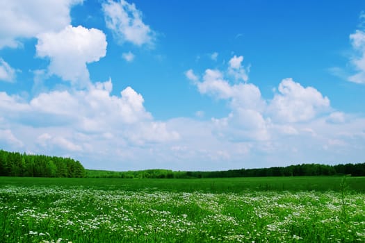 Summer landscape: green meadows and woods far away
