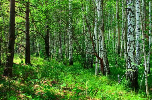 A typical forest landscape
