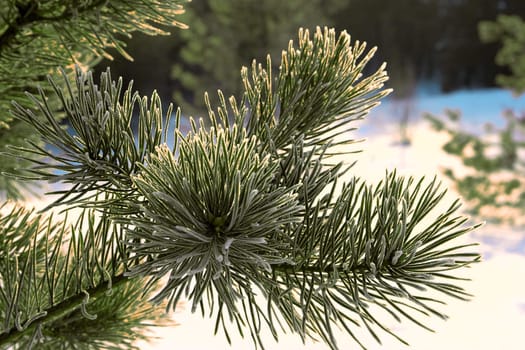 Closeup of evergreen spruce branches