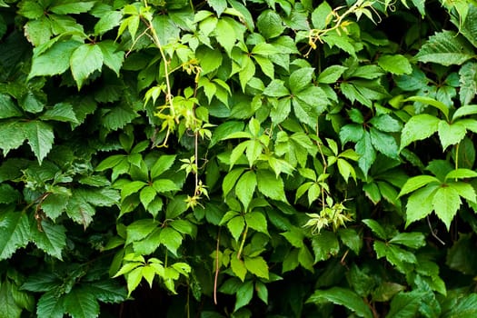 Foliage of vitis. Grape leaves