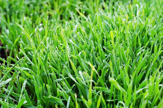 Morning dew on young sprouts