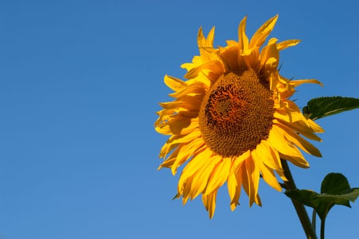 Sunflower against a background of blue sky