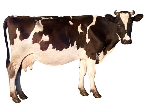 Cow is isolated on a white background