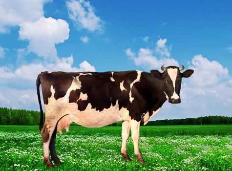 Cow on a green meadow. Concept of milk production