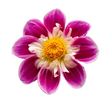 Bright flower isolated on a white background