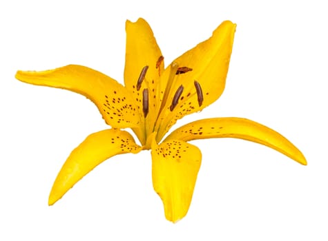 Yellow lily flower isolated on white background
